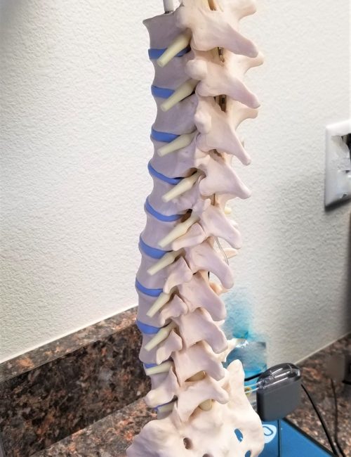 Model of spinal column